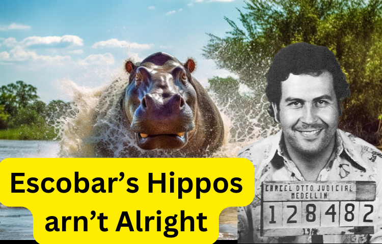 Colombia Plans to Sterilize 70 Hippos from Pablo Escobar's Legacy!